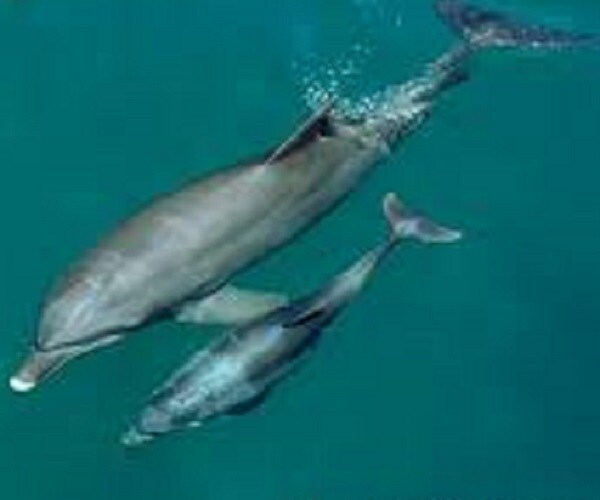 Dolphin Conversation Recorded and Translated for First Time