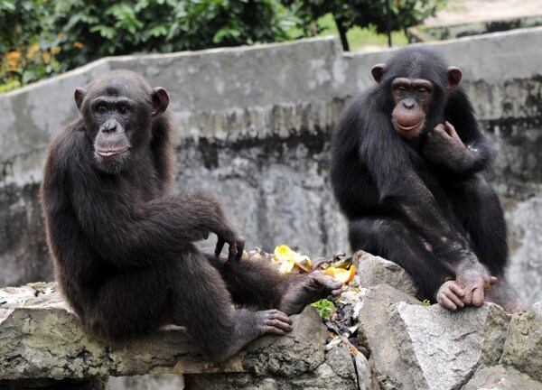 Chimps Naturally Violent Without Influence of Humans, 54-Year Study Says