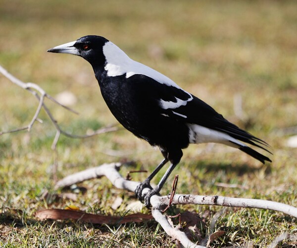 A Magpie