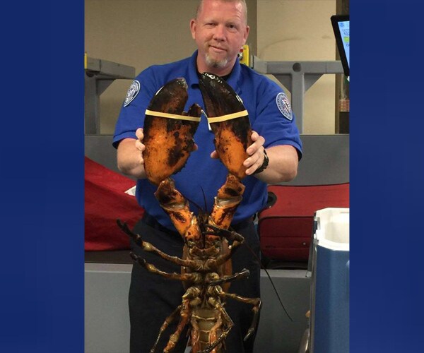 20-Pound Lobster at Boston Airport No Claws for Alarm