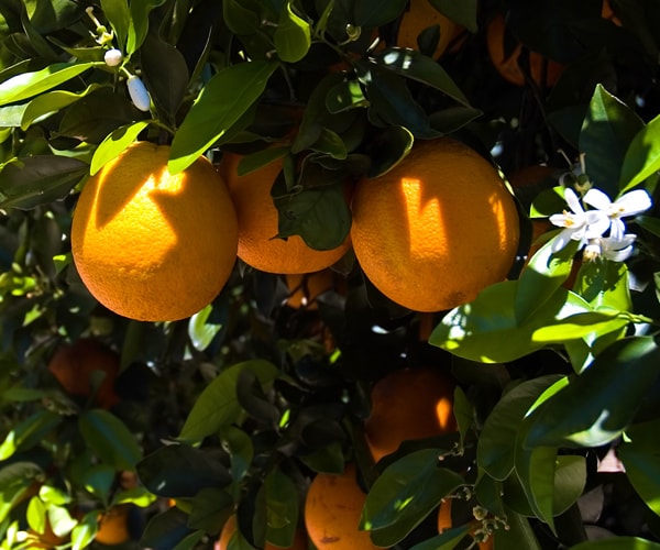 Hurricane Matthew: Florida Citrus Industry Was Spared