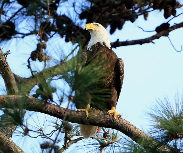 Trump Overhauling Enforcement of Endangered Species Act