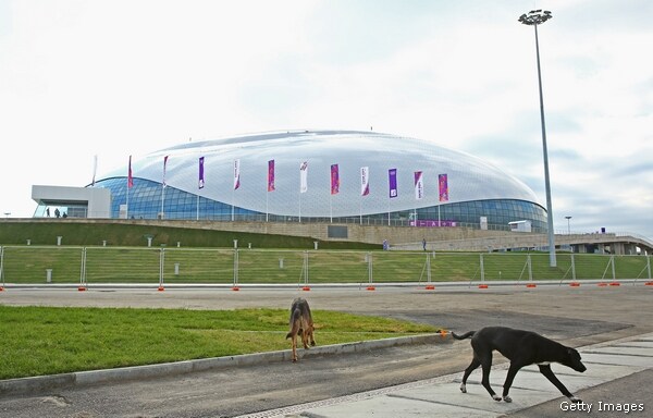 Stray Dogs in Sochi To Be Rounded Up and Killed by the Thousands