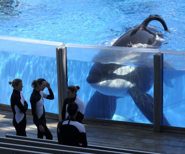 Tilikum Dies: Killer Whale Drowned Trainer, Led SeaWorld Downfall