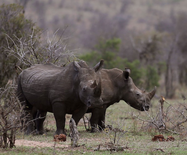 Rhino Horn Auction in South Africa Stirs Controversy