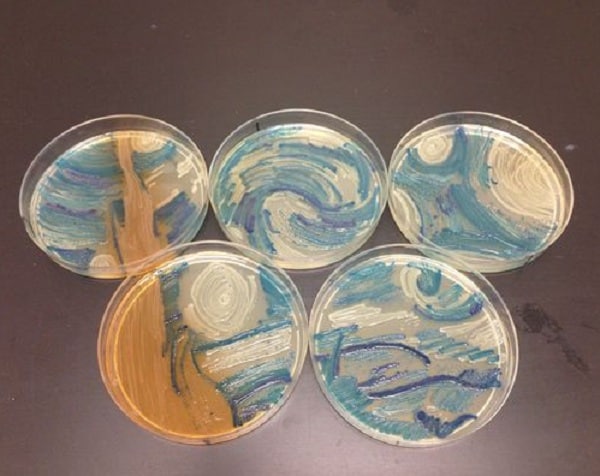 'Starry Night' in Petri Dish Painted With Bacteria