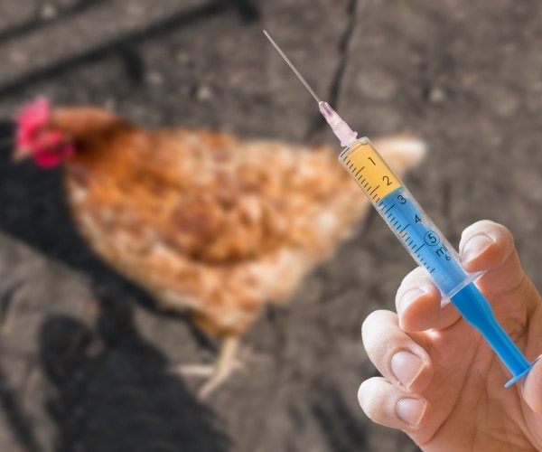 person holding a syringe in front of a chicken