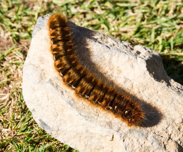 Zombie Caterpillars Explode to Share Virus in Real Life Sci-Fi Plot