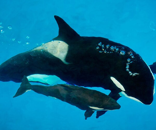 Last Orca Born in SeaWorld Captivity Dies