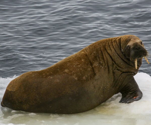 a walrus is shown