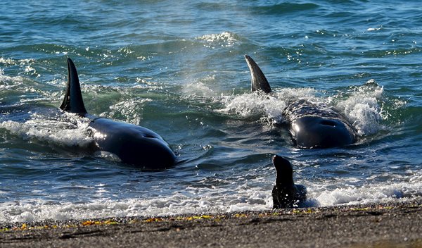 Stranded Orca on Rocks Saved by Volunteers and a Rising Tide