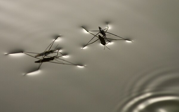 Insect Robots Designed to Mimic Popular Water Striders