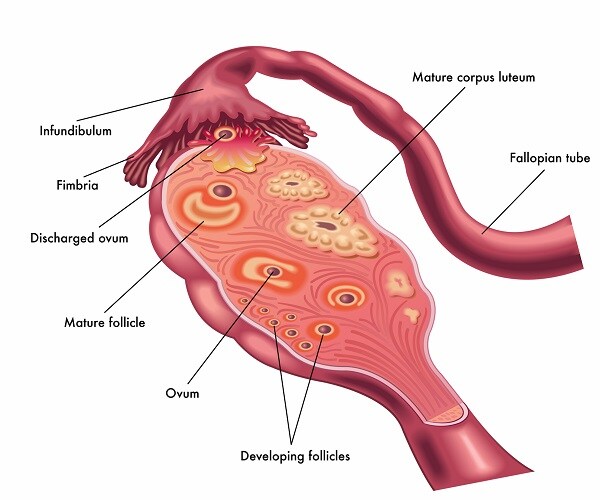 Cancer Patients Could Preserve Fertility With Artificial Ovary ...