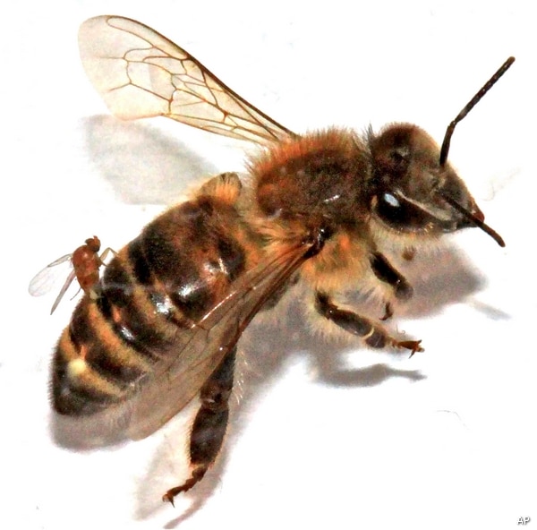 'Zombie' Bees Stagger Across Northeast With Homicidal Hitchhiker