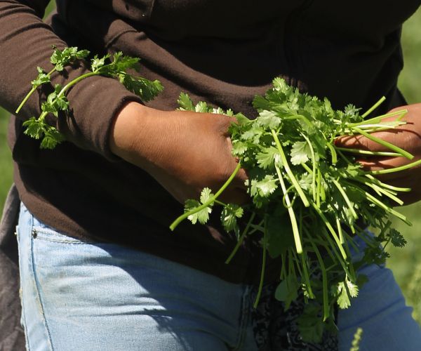 FDA Cilantro Ban: Intestinal Illness in US Connected to Mexican Farms