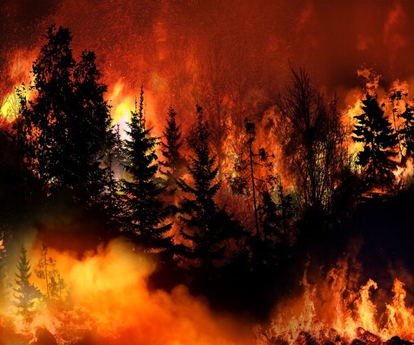 California forest wildfire