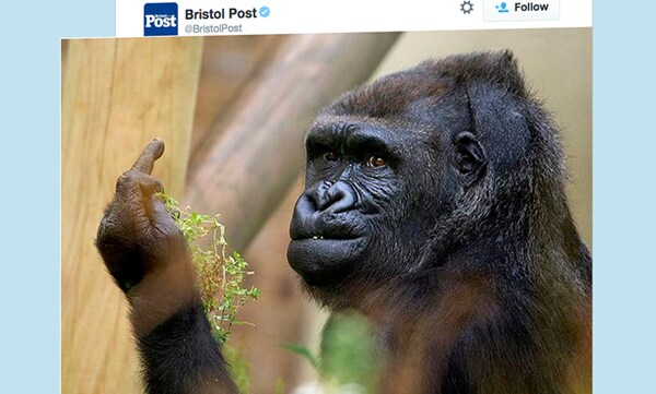 Gorilla Flips Middle Finger, Shows Photog What She Thinks of Captivity