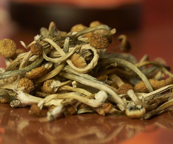 psilocybin magic mushrooms