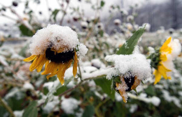 Record Early Snowfall Hits South Dakota; Up to 8 Inches Reported