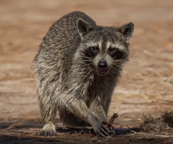 a raccoon foraging in park