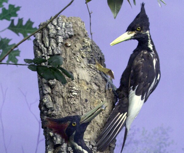 Ivory-Billed Woodpecker Extinct? Maybe Not