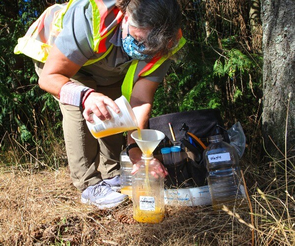 'Murder Hornet' Caught Alive for the First Time in Washington State