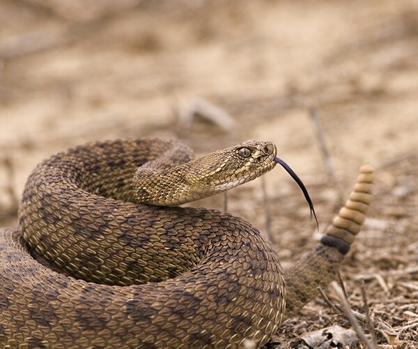 Hero Dog's Rattlesnake Run-In Saves His Human From Bite