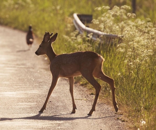 deer in a field at side of road