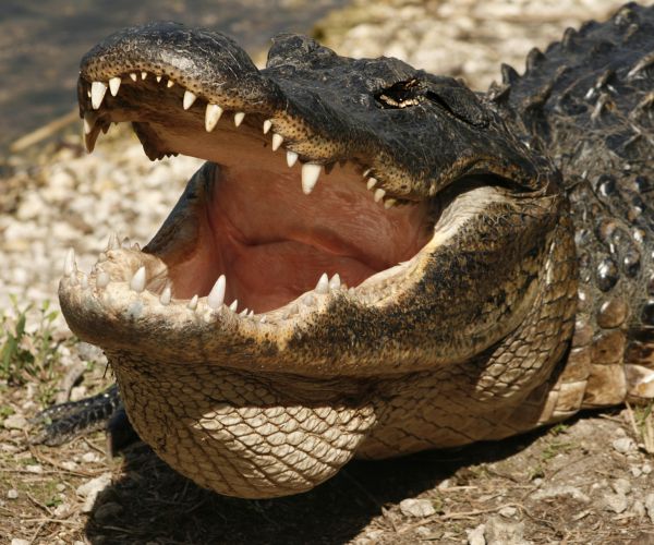 Alligator Kills Suspect in Burglary as He's Hiding From Cops