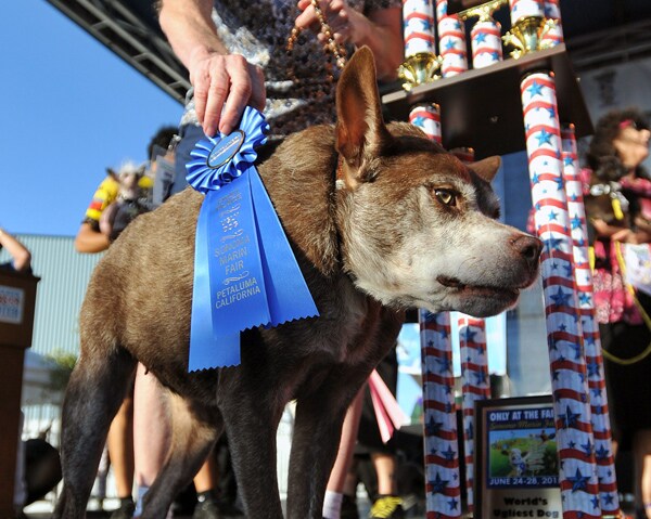 Quasi Modo Is World's Ugliest Dog, According to California Contest