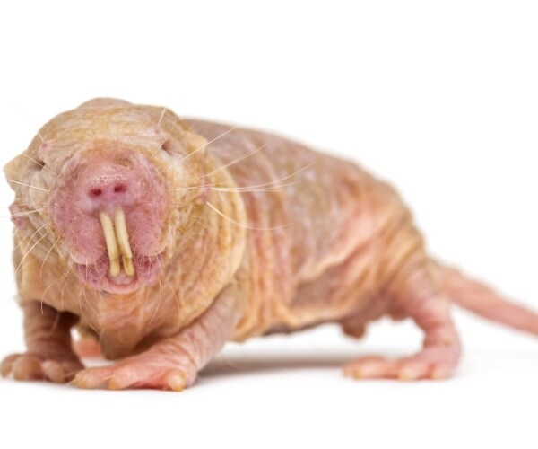 naked mole rat