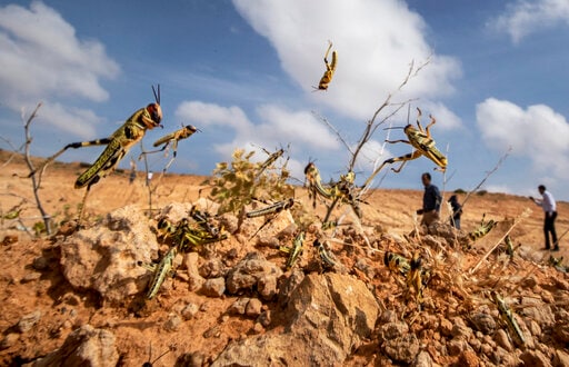 UN Warns of 'major Shock' as Africa Locust Outbreak Spreads