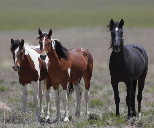 Wild Horses to Be Culled Out West After House Committee's OK