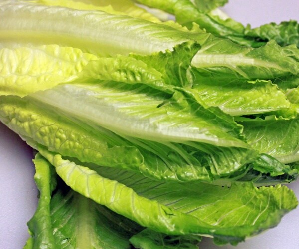 close-up of romaine lettuce