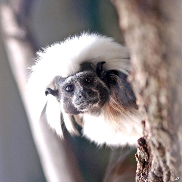 Monkey Whispering: Cotton-top Tamarin Lower Voices When Afraid