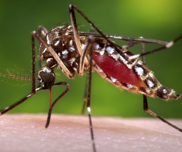 Zika Virus: Three Cases Now Confirmed in New York City