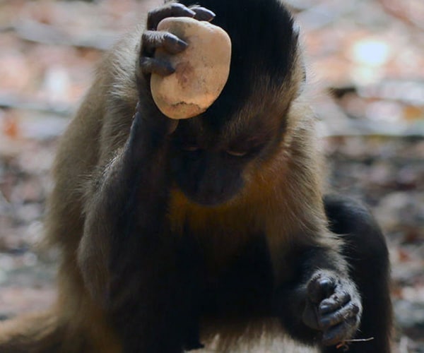 Stone Tools: Brazil Monkeys Using Them for 700 Years, Study Finds