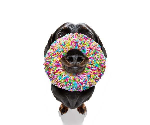 close up of a black dog with a doughnut with rainbow sprinkles on its snout