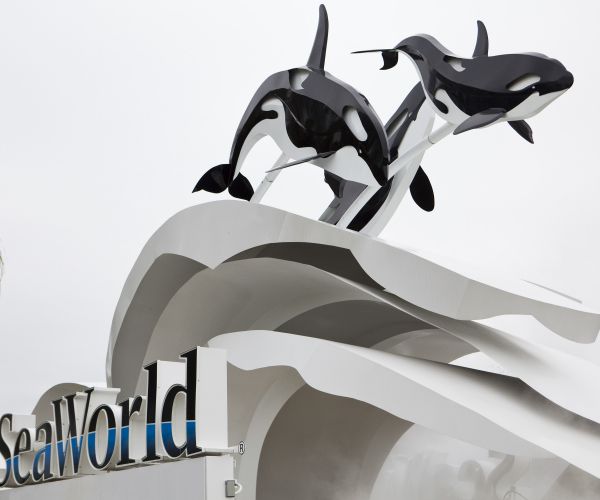 SeaWorld Spied: CEO Admits Workers Posed as Animal Rights Activists