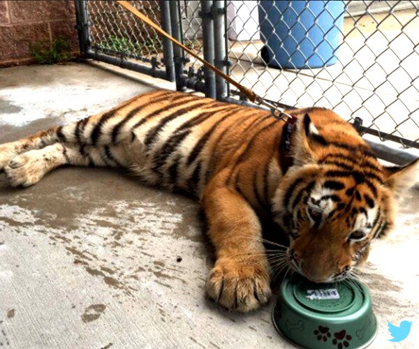 Tiger in Conroe, Texas, Wandering Streets Startles Locals