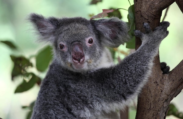 Koalas Culled in Australia: Secret Euthanasia Campaign Revealed by Gov't