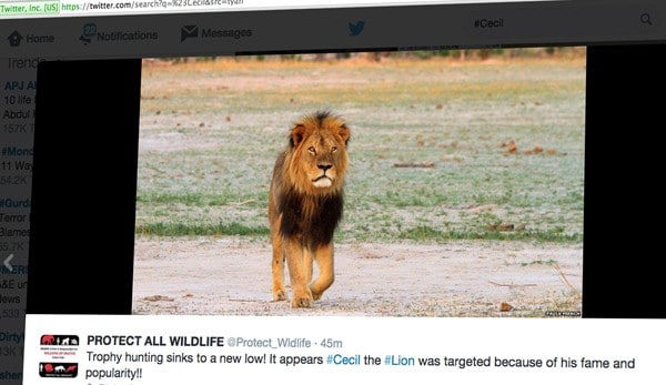 Cecil the Lion Suffers 40 Hours After Bow-and-Arrow Ambush