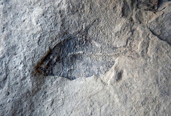 Creationist's Fish Fossil Find Doesn't Sway His Anti-Evolution Beliefs