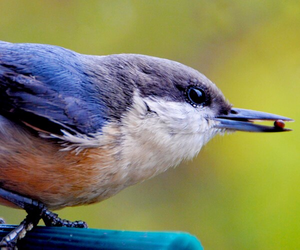 A California blue gray gnatcatcher