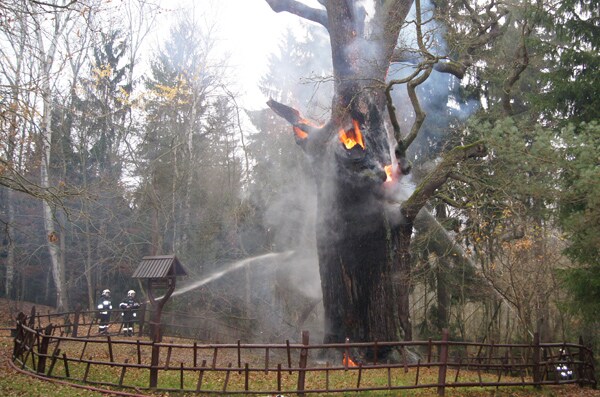 Arson Fire? Poland's 750-Year-Old Tree 'Grandpa' Damaged by Flames