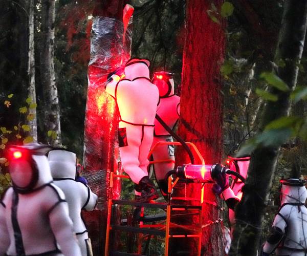 workers in protective suits work in a tree to remove hornets with a vacuum