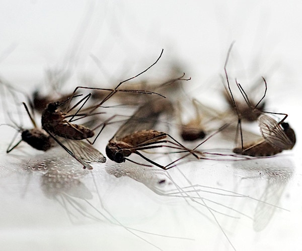 Report: Significant Drop in Zika Infections