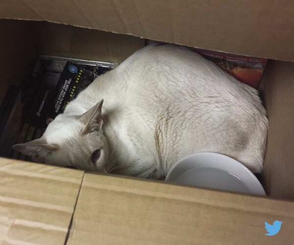 Cat Mailed by Owner Pops Out of Box After 8-Day, 260-Mile Trip