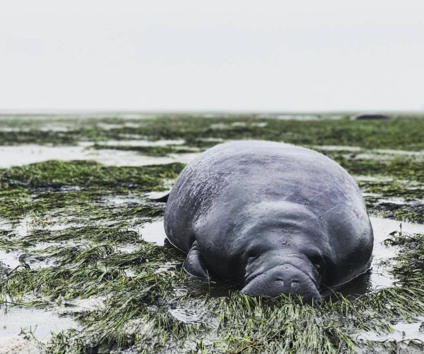 Manatees Rescued After Irma Sucks Water Out of Sarasota Bay