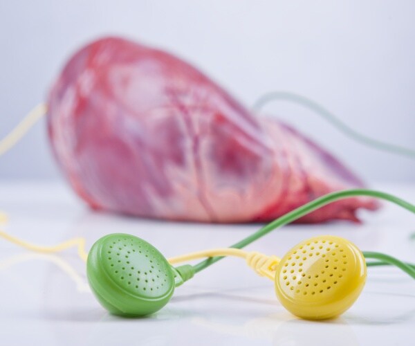 pig heart with ear buds connected to it